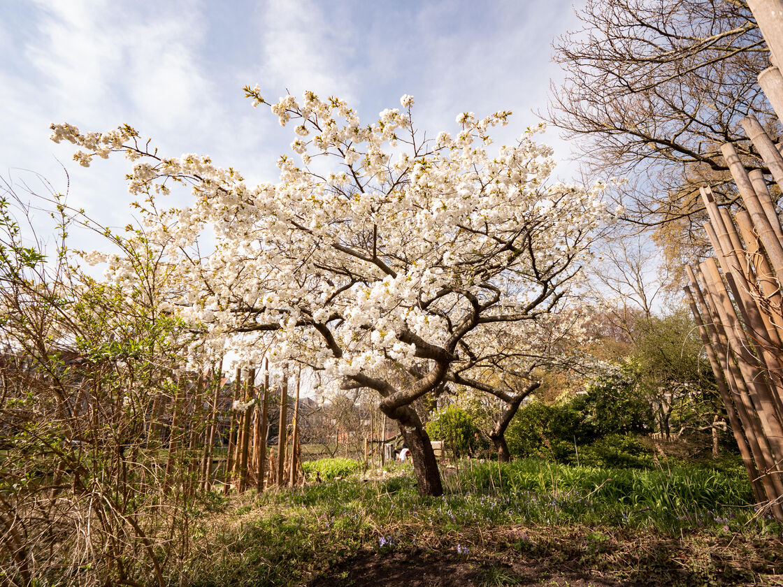 1. Chinese Kruidentuin kersenbloesem (credit Simone Both)
