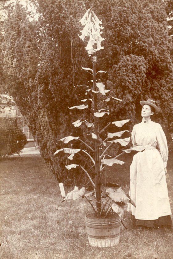 1900 Dame bij Cardiocrinum giganteum