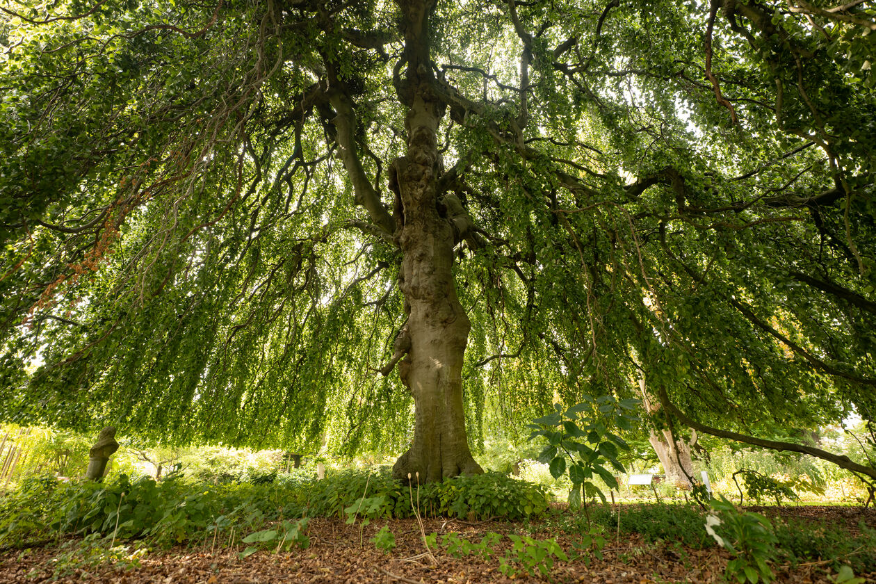 2. 2025-08-13  - P1336350 ©Simone Both