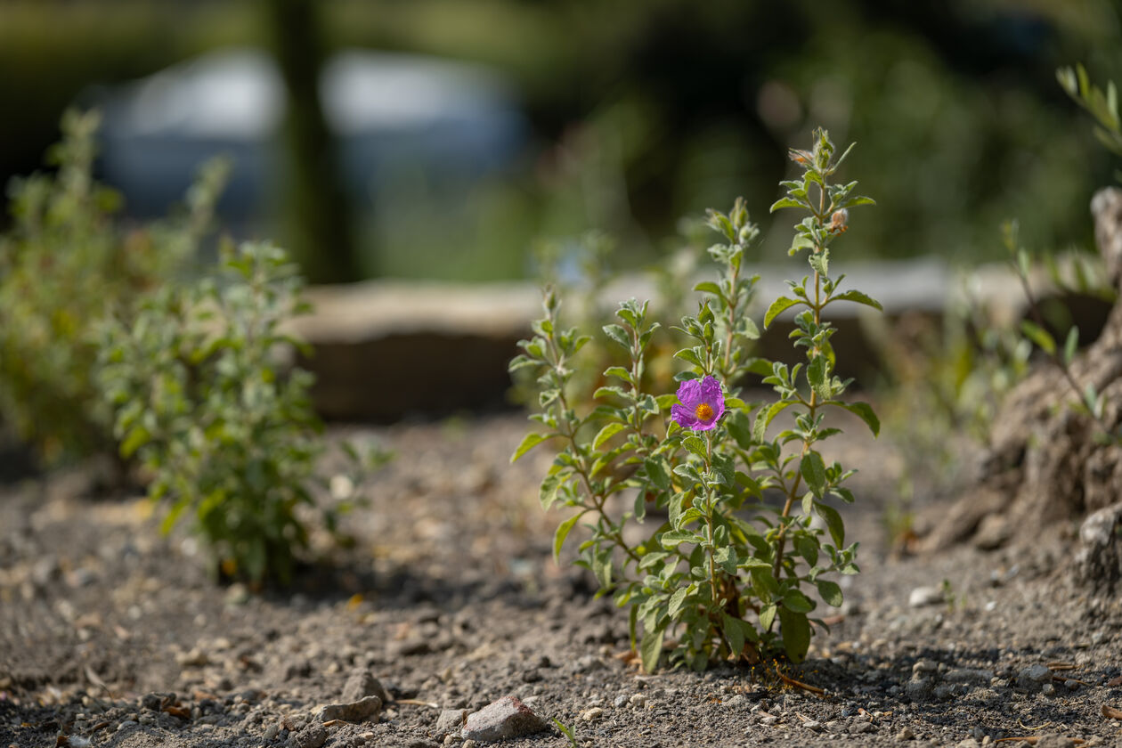 2024-08-02 112144 Mediterrane tuin - ©Simone Both - P1067086