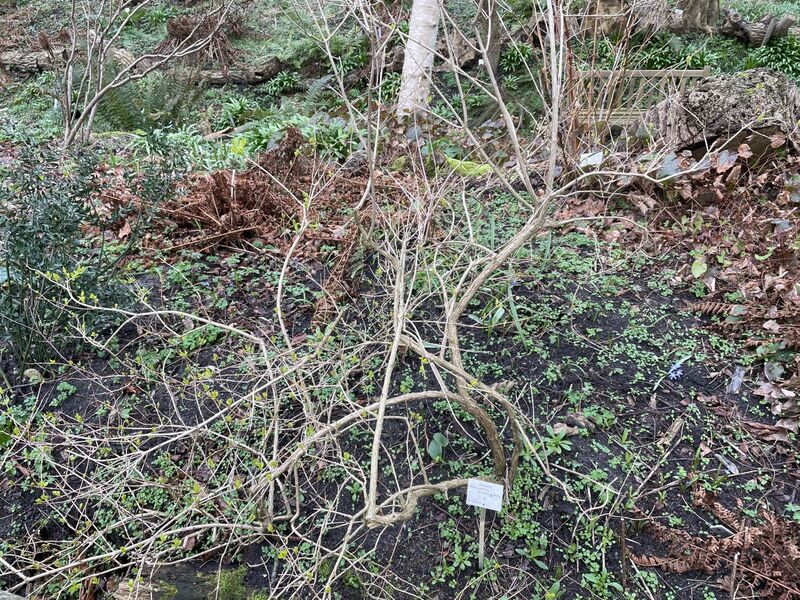 Abeliophyllum distichum