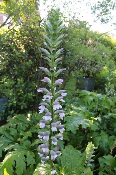 Acanthus mollis