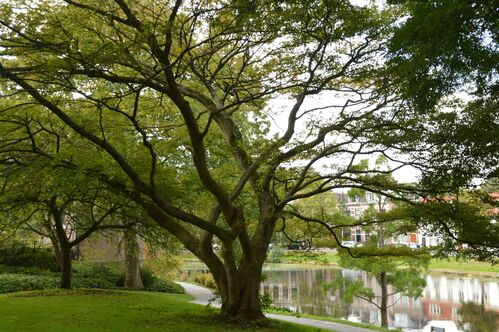 Acer cissifolium