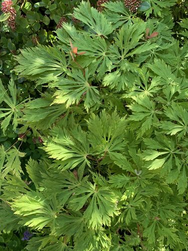 Acer japonicum 'Aconitifolium'