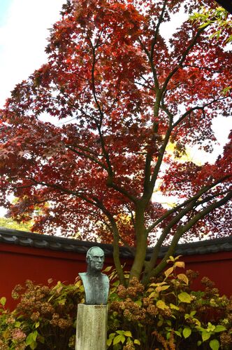 Acer palmatum 'Atropurpureum'
