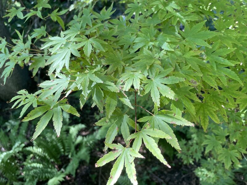 Acer palmatum