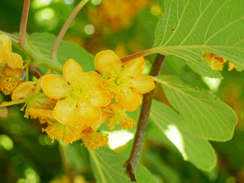 Actinidia chinensis