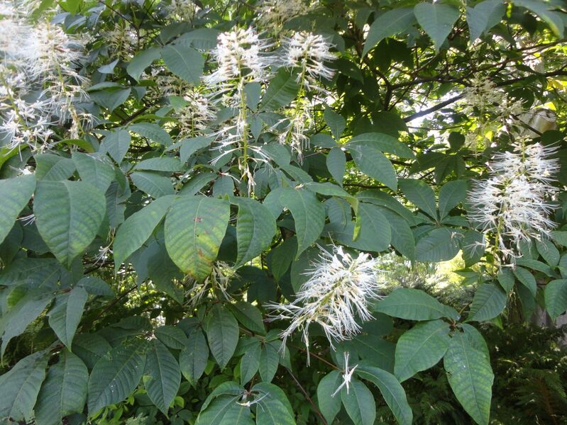 Aesculus parviflora