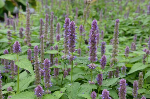 Agastache rugosa