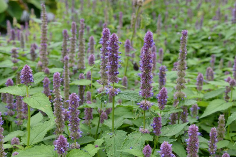 Agastache rugosa