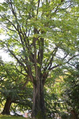 Ailanthus altissima