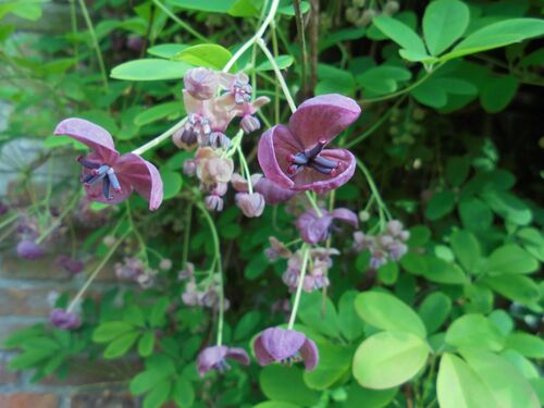 Akebia quinata