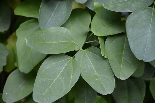 Akebia trifoliata