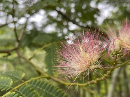 Albizia julibrissin var. rosea