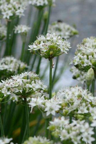 Allium tuberosum