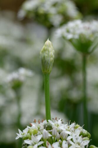 Allium tuberosum
