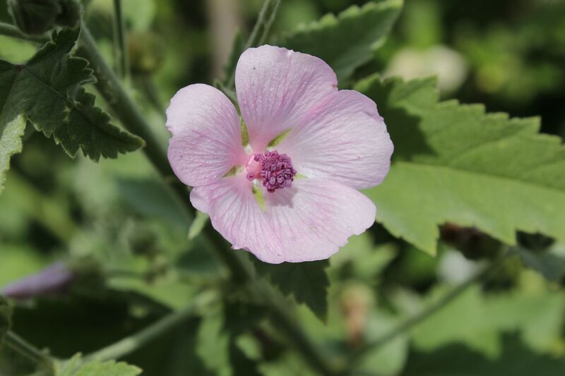 Althaea officinalis