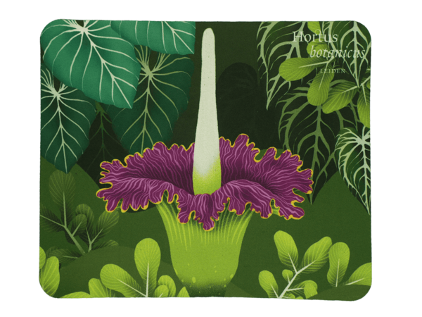 Amorphophallus titanum