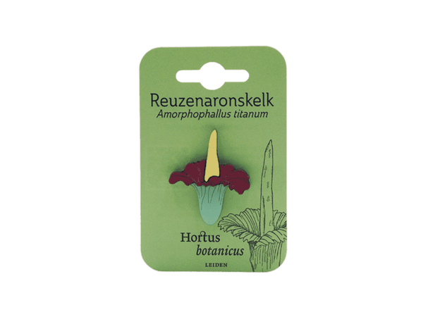 Amorphophallus titanum
