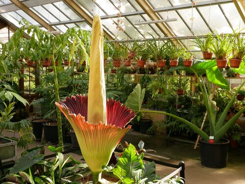 Amorphophallus titanum