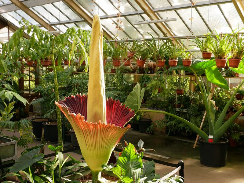 Amorphophallus titanum