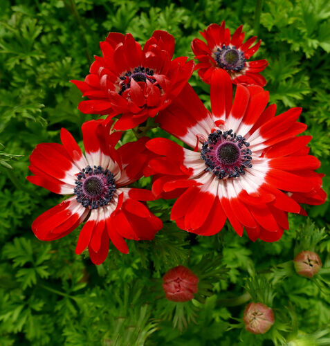 Anemone coronaria