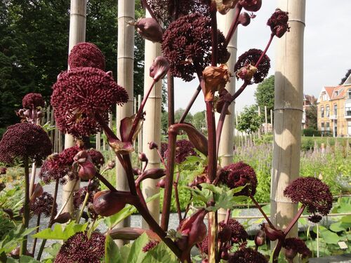 Angelica gigas