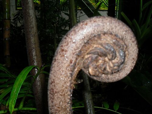 Angiopteris arborescens