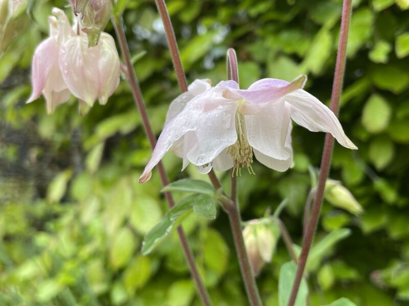 Aquilegia vulgaris