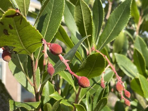 Arbutus unedo