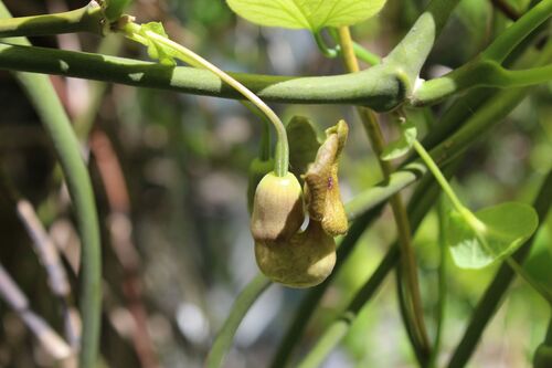 Aristolochia macrophylla
