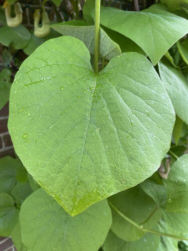 Aristolochia macrophylla