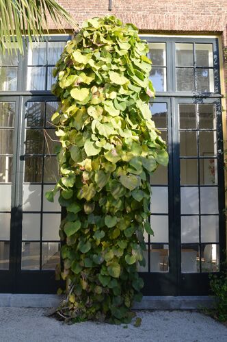 Aristolochia macrophylla