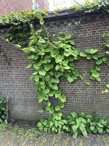 Aristolochia macrophylla