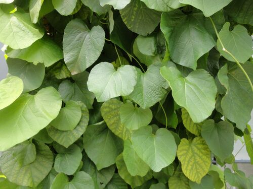 Aristolochia macrophylla