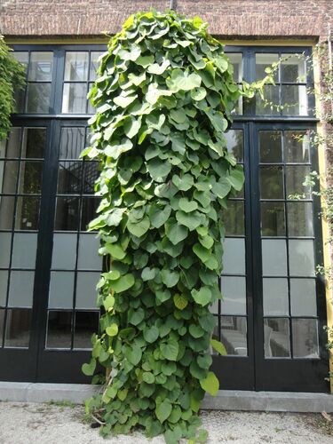 Aristolochia macrophylla