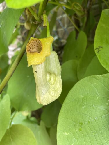 Aristolochia macrophylla