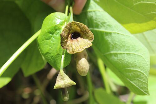 Aristolochia macrophylla