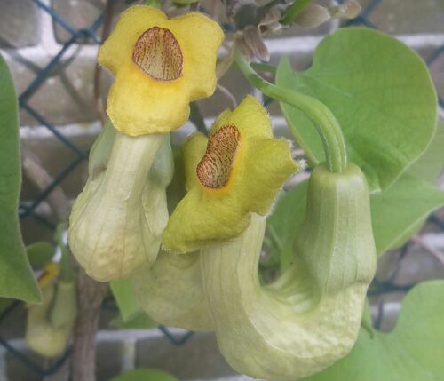 Aristolochia macrophylla