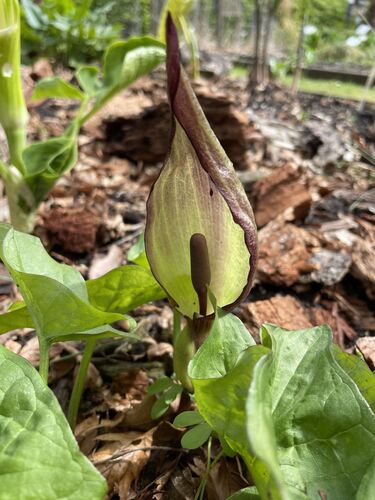 Arum maculatum
