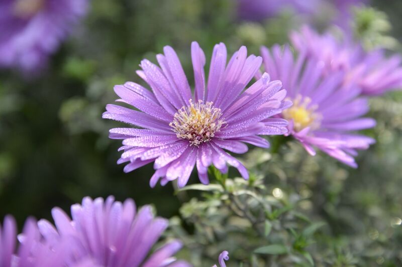 Aster tataricus