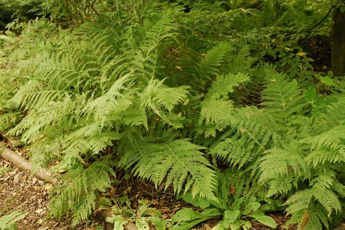 Athyrium filix-femina