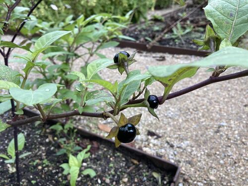 Atropa bella-donna