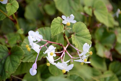 Begonia grandis
