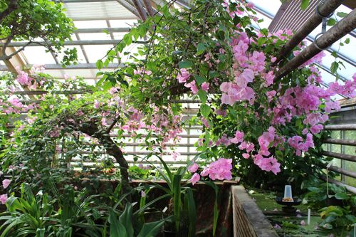 Bougainvillea glabra