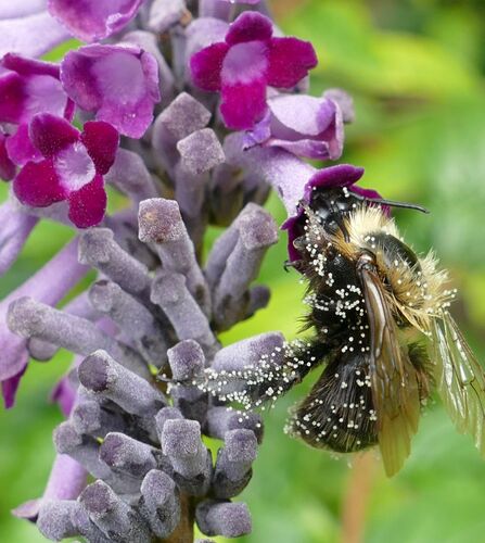 Buddleja lindleyana