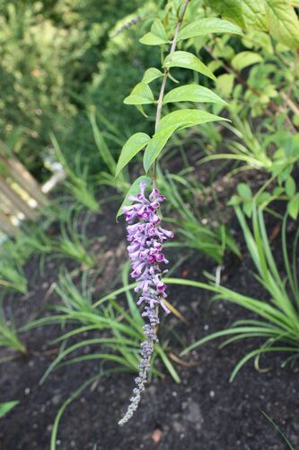 Buddleja lindleyana