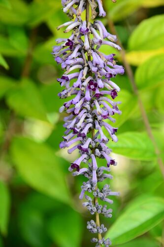 Buddleja lindleyana