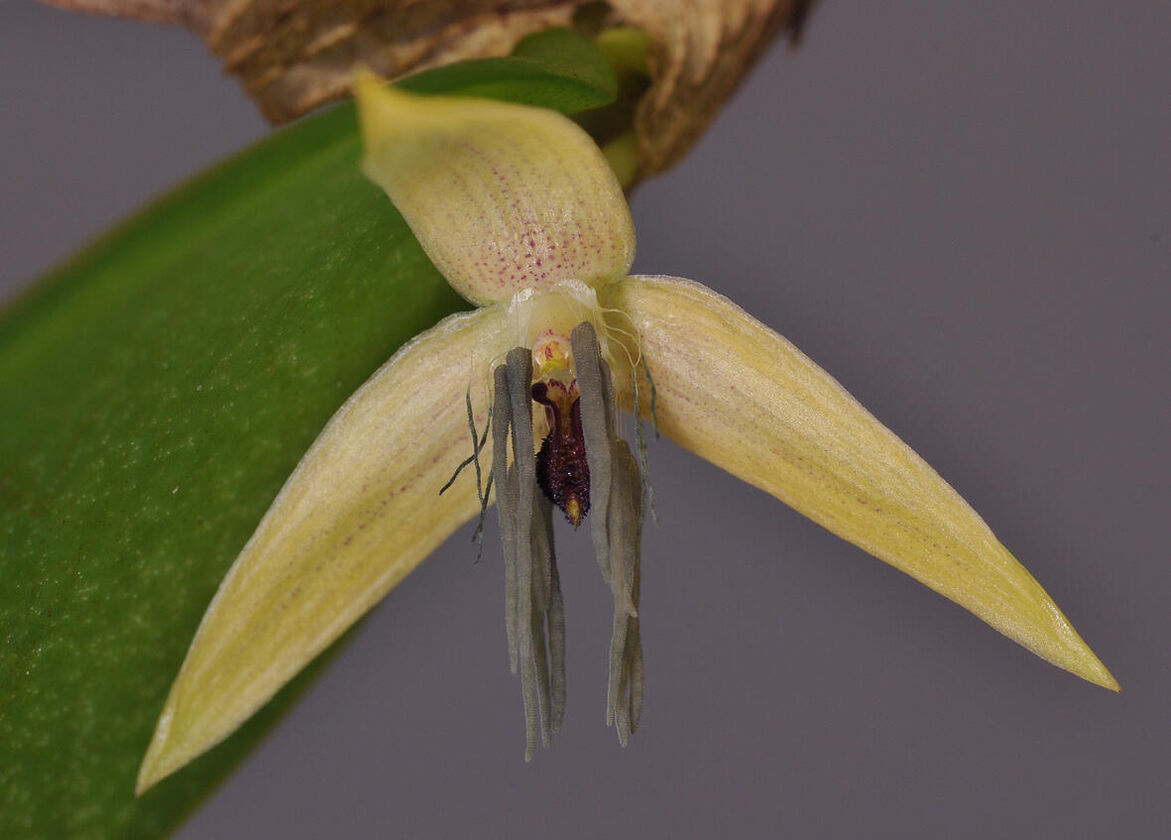 Bulbophyllum nocturnum 4 Credit Rogier van Vugt
