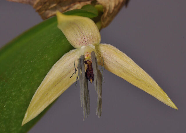 Bulbophyllum nocturnum 